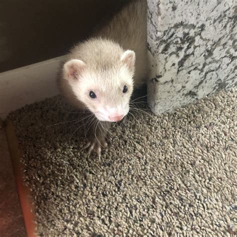 Meet Hardy, who is a ferret for adoption at 2 year old. . Ferret breeders in illinois
